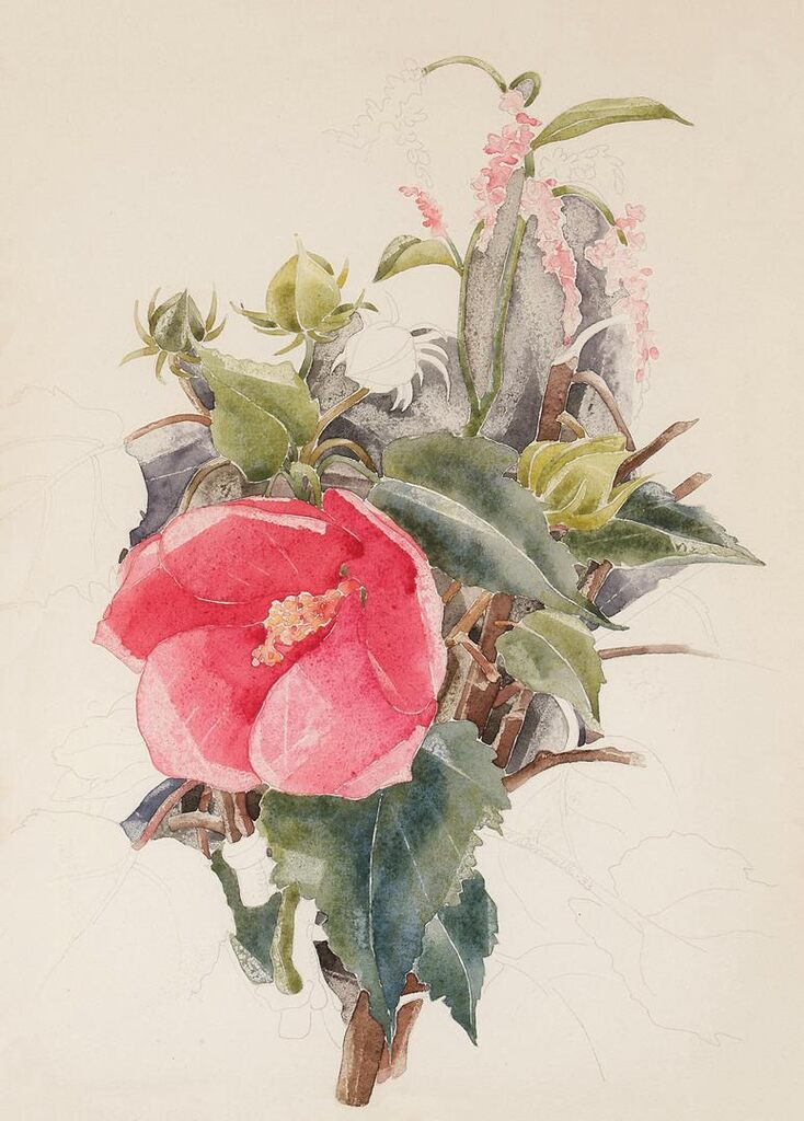 Hibiscus