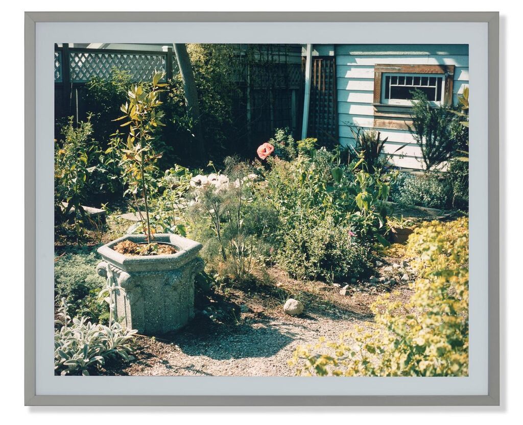 Poppies in a Garden