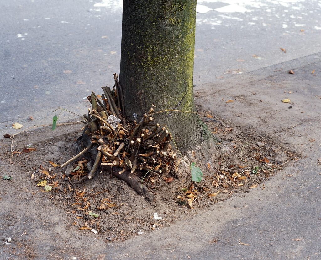 Clipped Branches, E. Cordova St., Vancouver