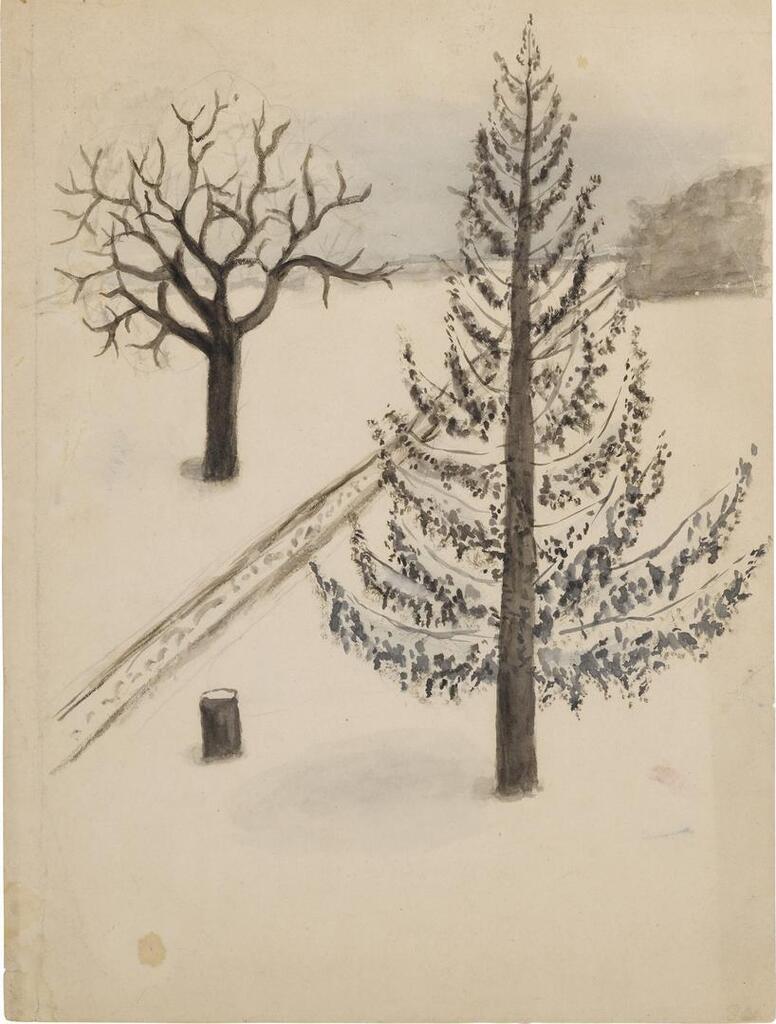 Trees in Snow