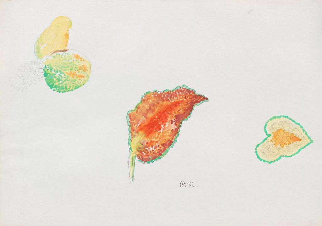 Étude de feuilles