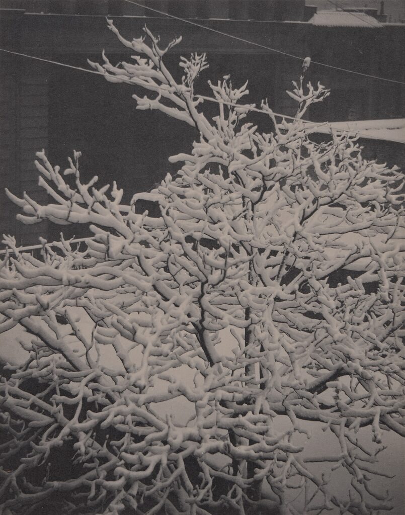 From the Back Window--291--Snow Covered Tree, Back-Yard