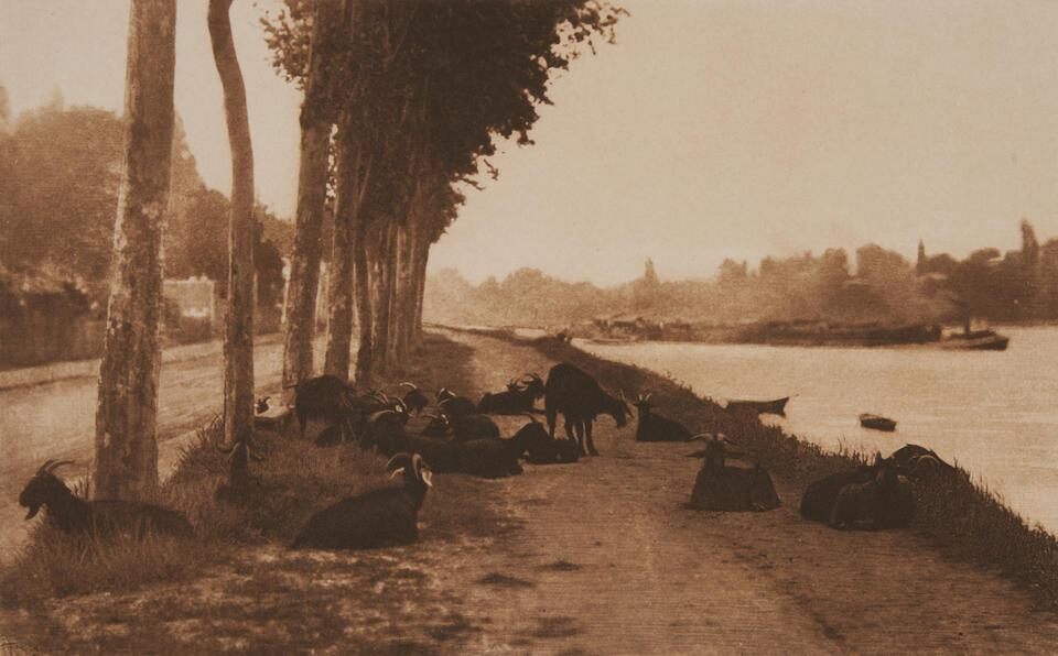 Goats Along the Seine