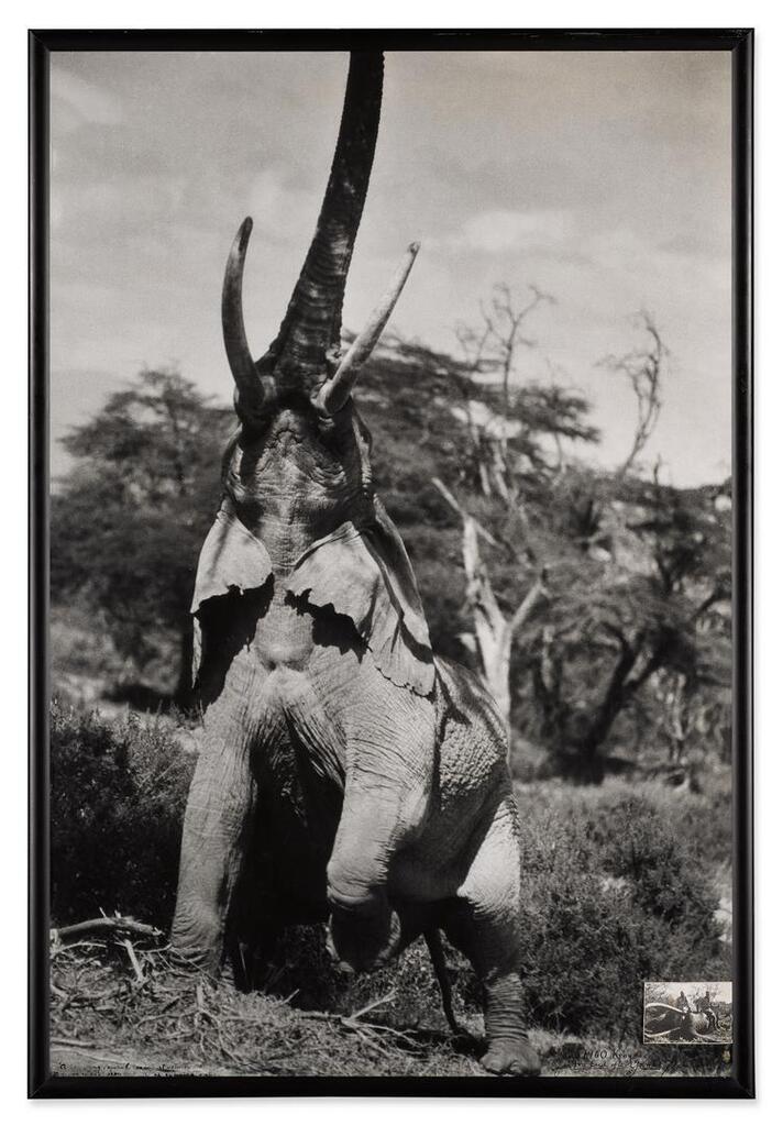 Elephant Reaching for the Last Branch on a Tree