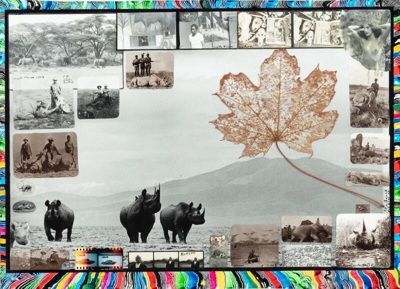 Black Rhinos