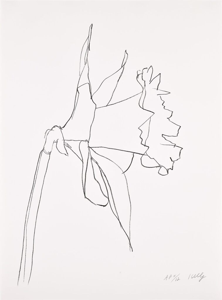 Daffodil (G. 2013, A. 315)