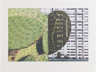 "Cactus Score"