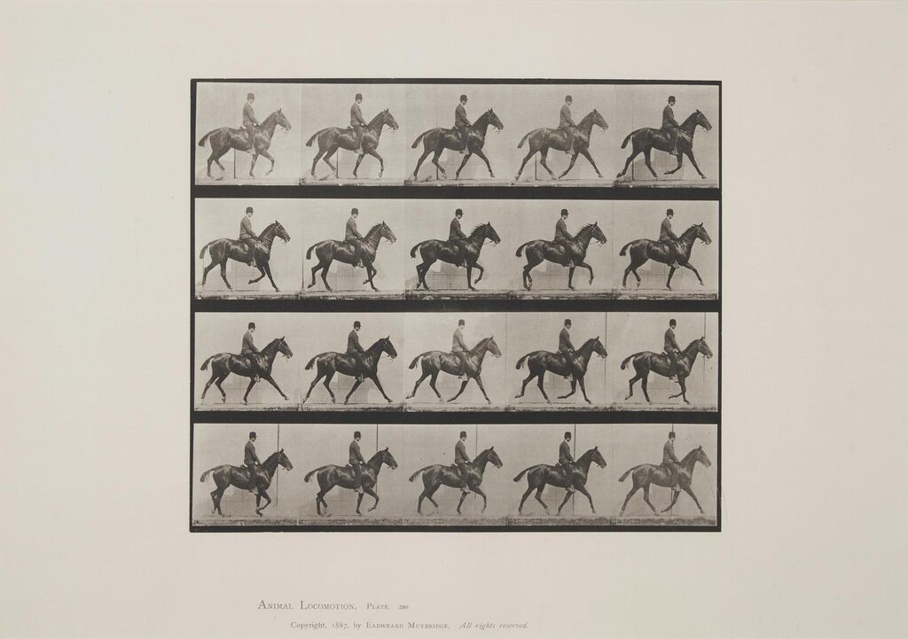 Animal Locomotion, Plate 598, "Daisy" Trotting, Saddled