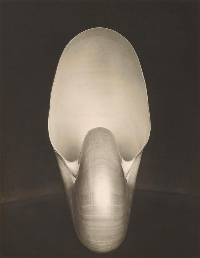 Shell (Nautilus)