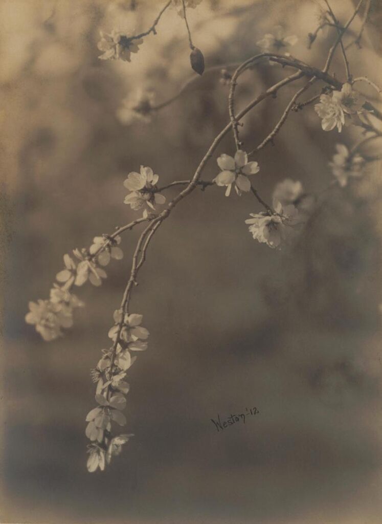 Almond Blossoms