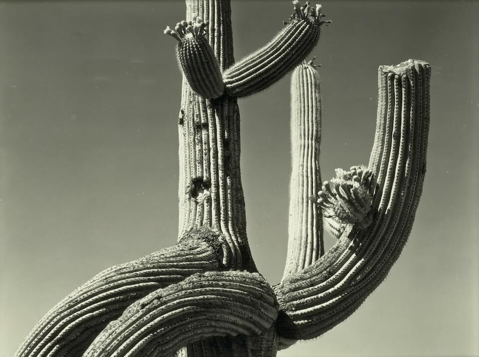 Saguaro, 1941