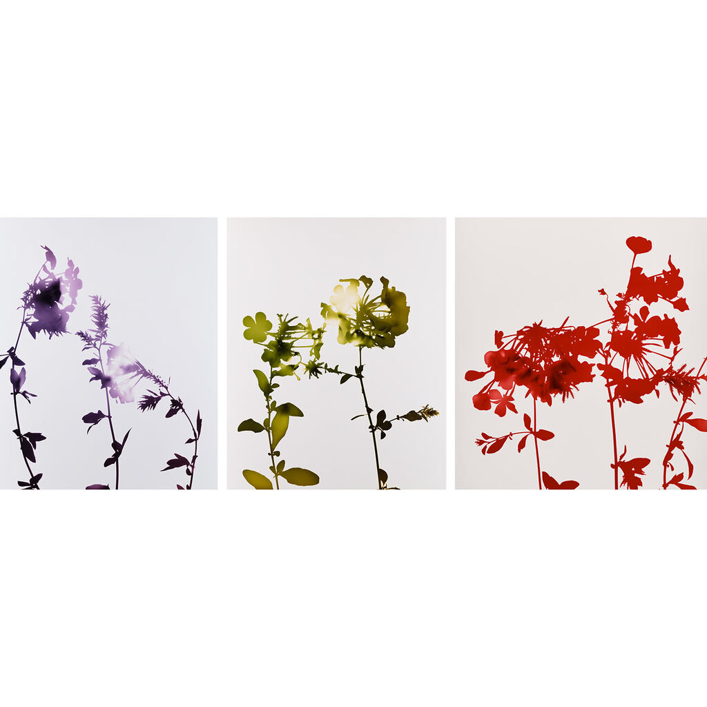 Three works from Flowers: (i) #017; (ii) #020; (iii) #031