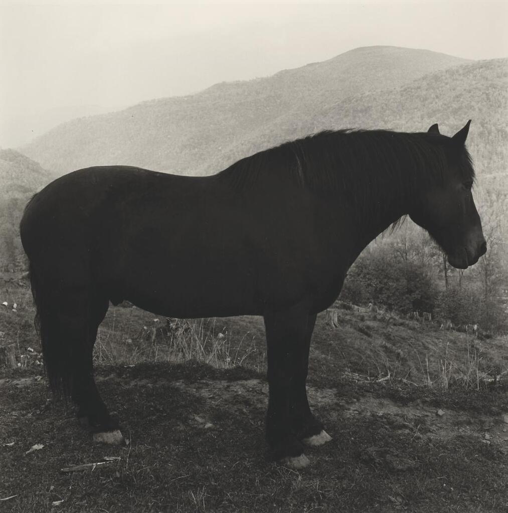 Sad Horse in the Mountains, 1963