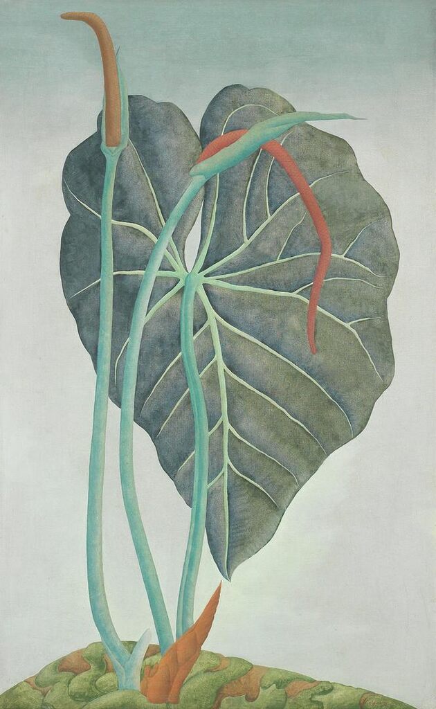 Anthurium