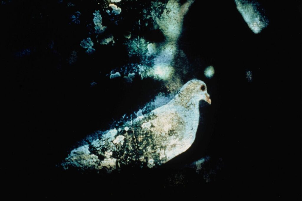 Dove
