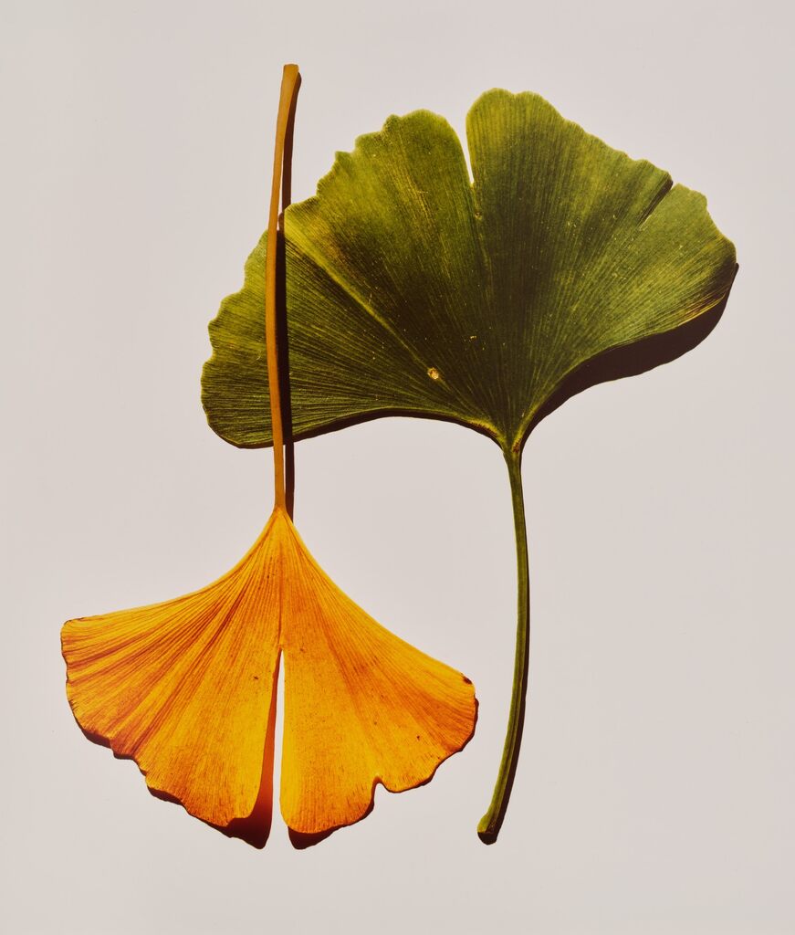 Ginkgo Leaves, New York