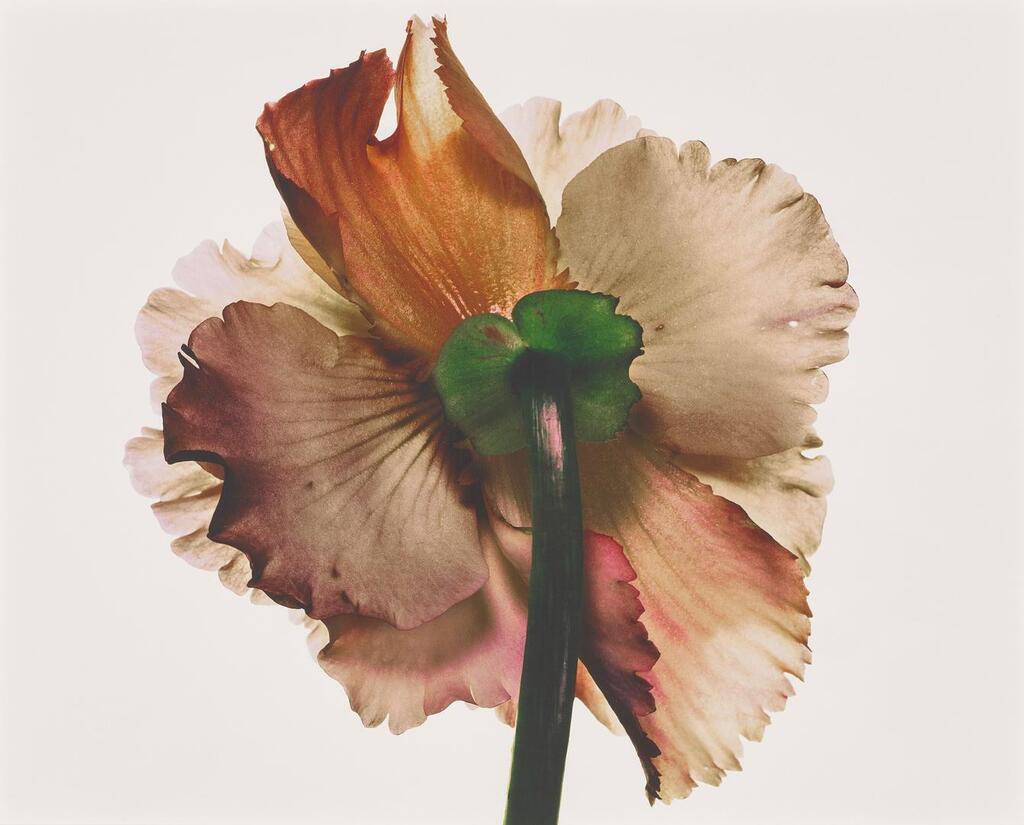 Tuberous Begonia (New York), 1973