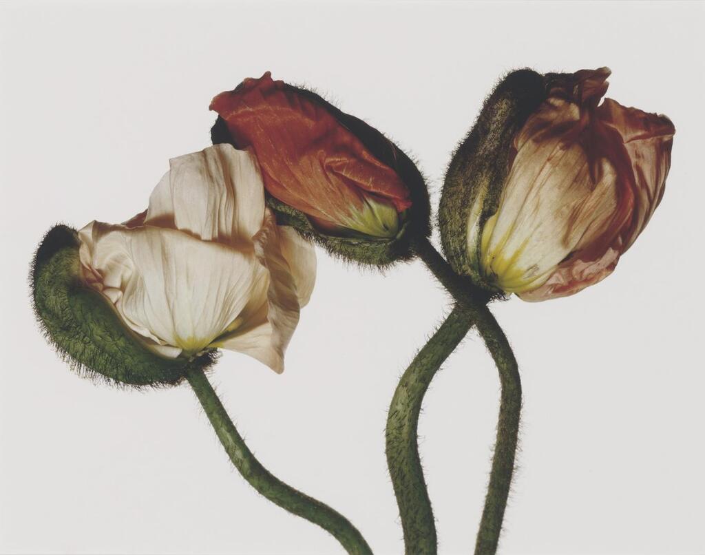 Iceland Poppy / Papaver Nudicaule, New York