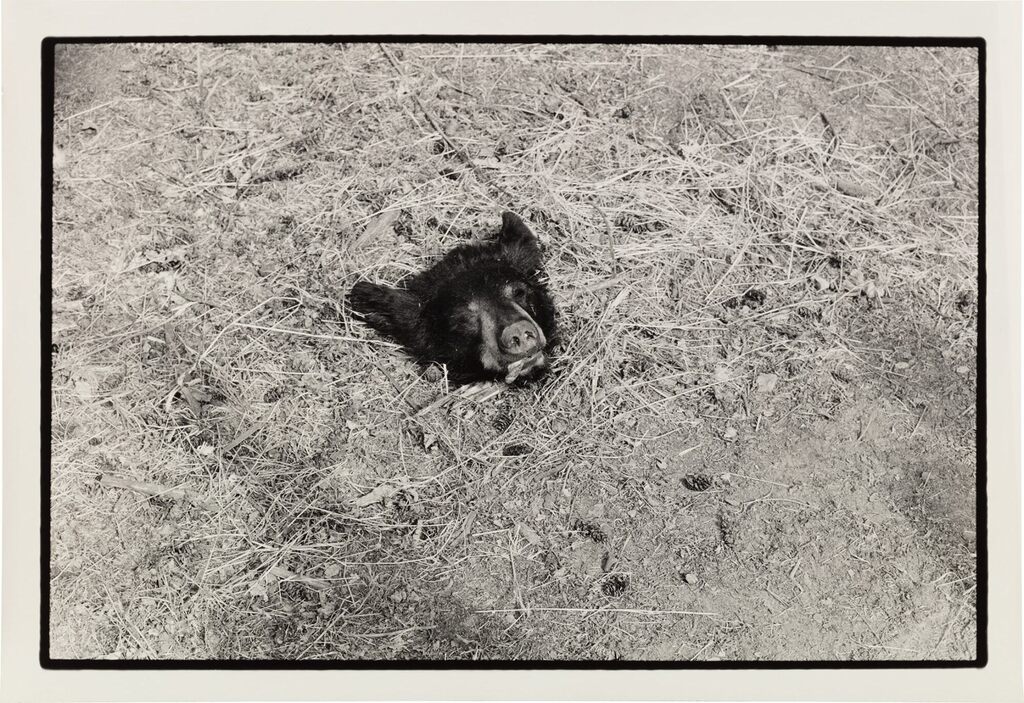 Bear Head on Ground
