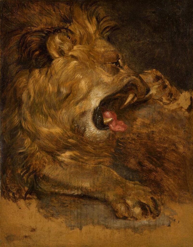 Study of a Lion