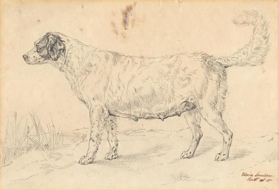 Study of a dog