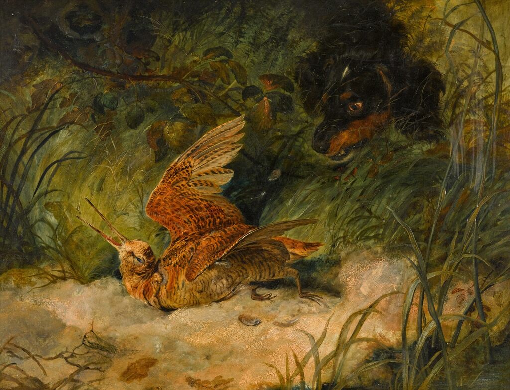 A spaniel retrieving a woodcock