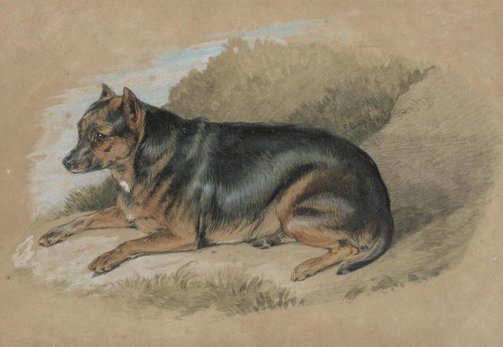 A study of the terrier Zippin
