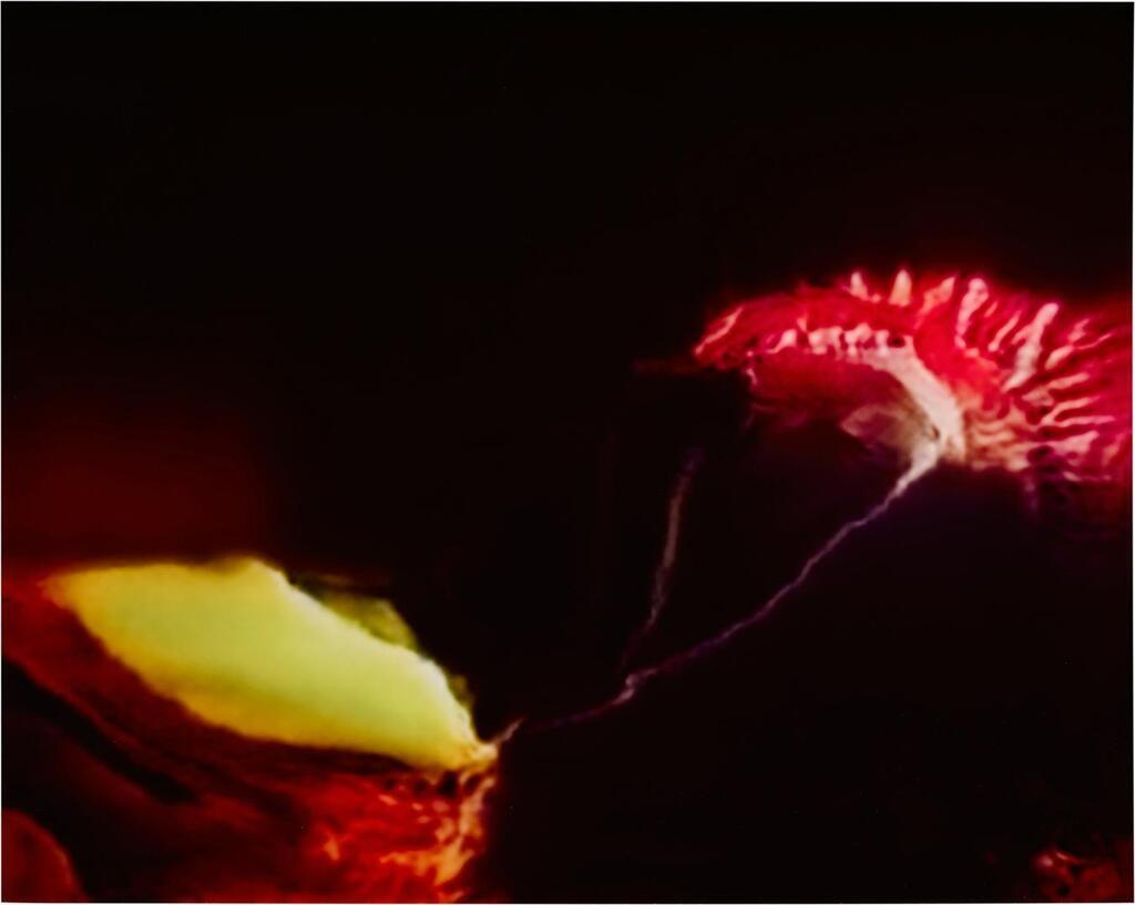 Venus Flytrap (Corpus: American Predators) Adversarially Evolved Hallucination