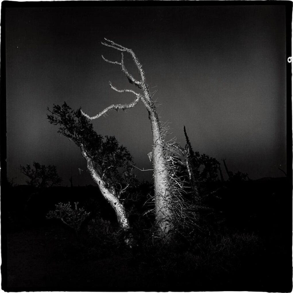 'Boojum Tree #5, Baja'