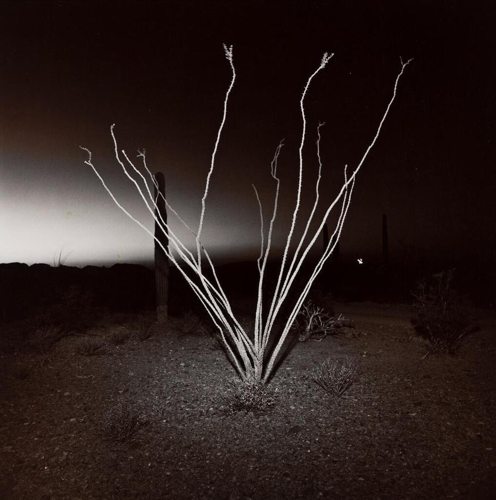 Ocotillo Arizona