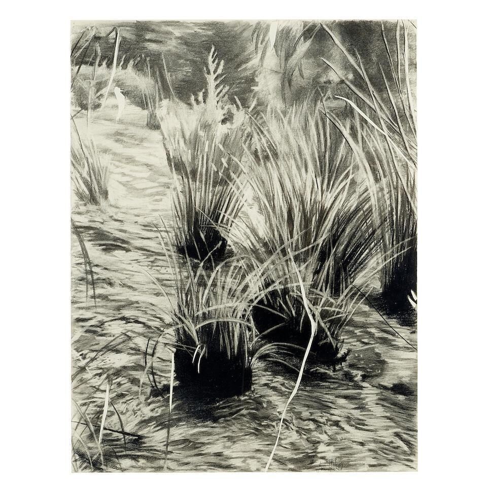 David in the Tall Grass