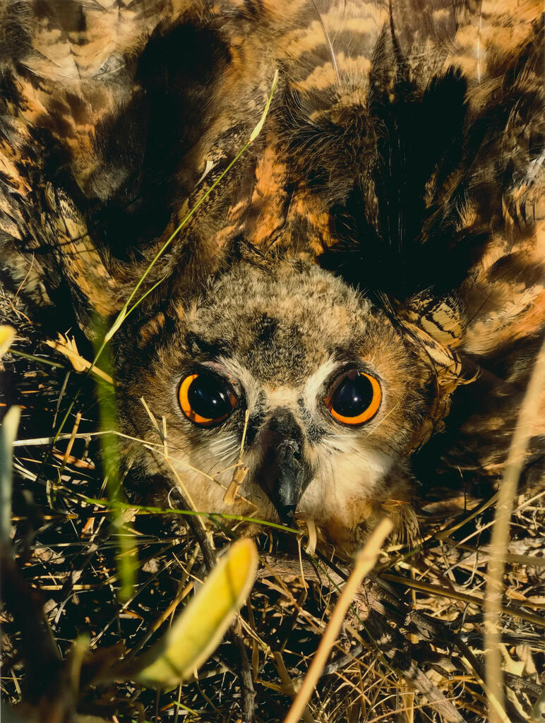 Owl, Hydra