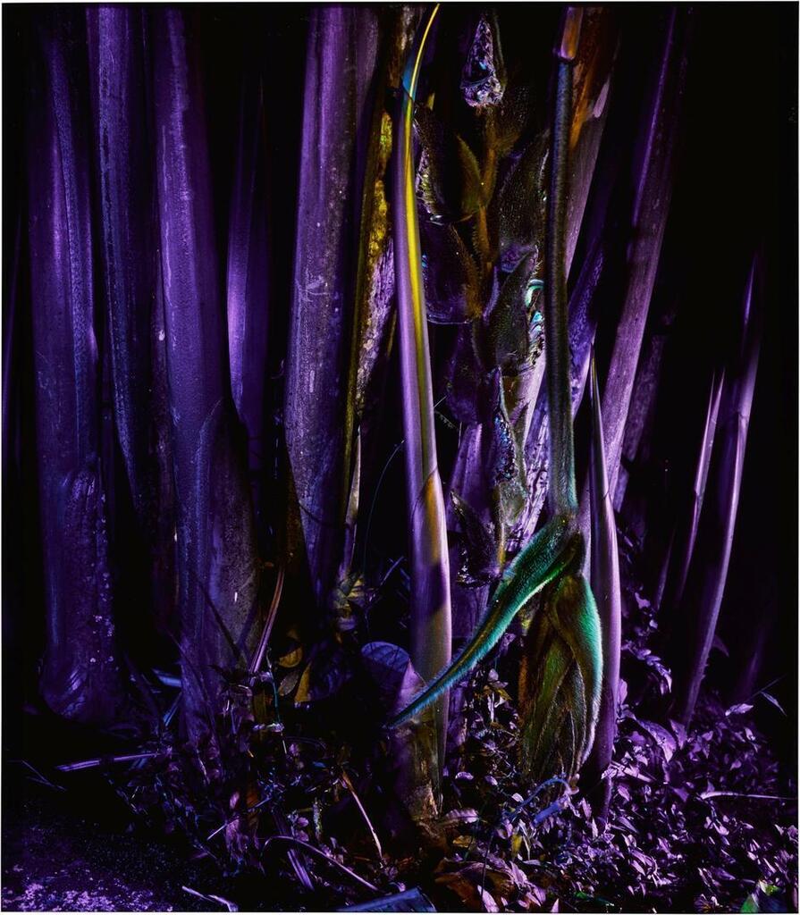 Heliconia rostrata (from Ultra)