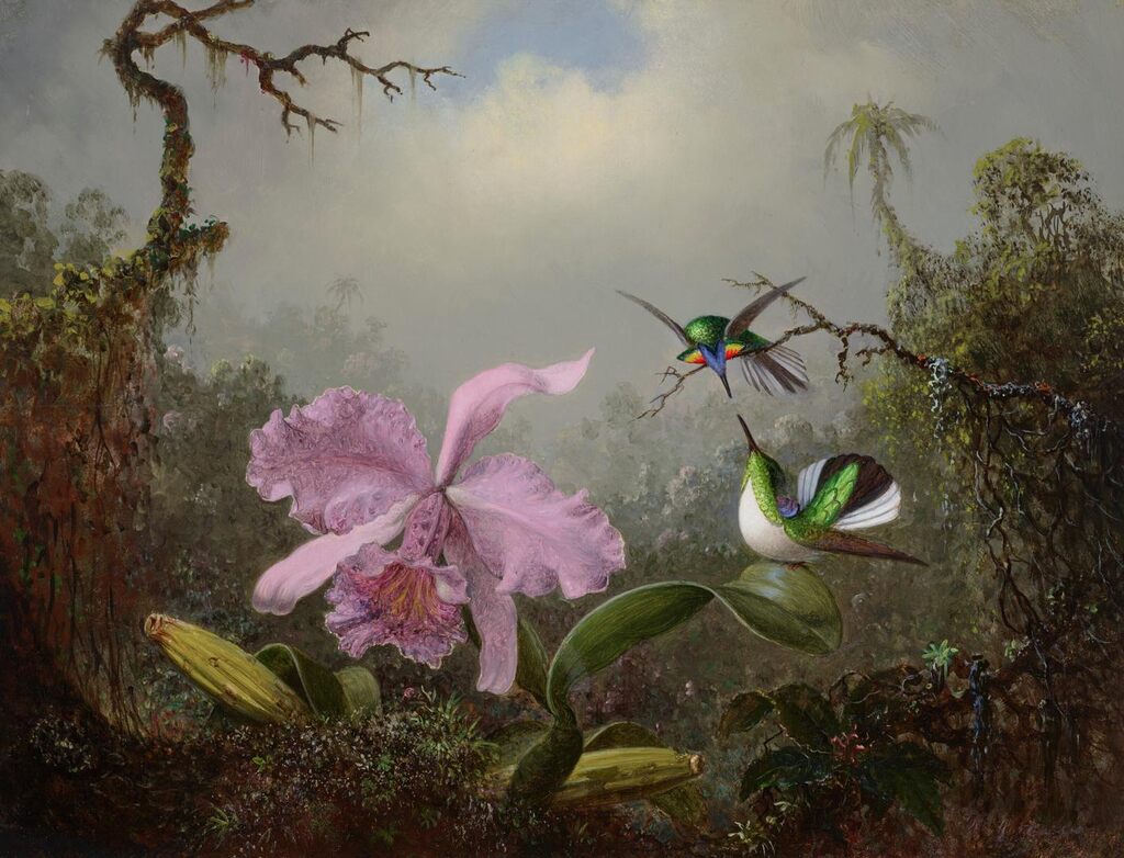 Cattleya Orchid with Two Brazilian Hummingbirds