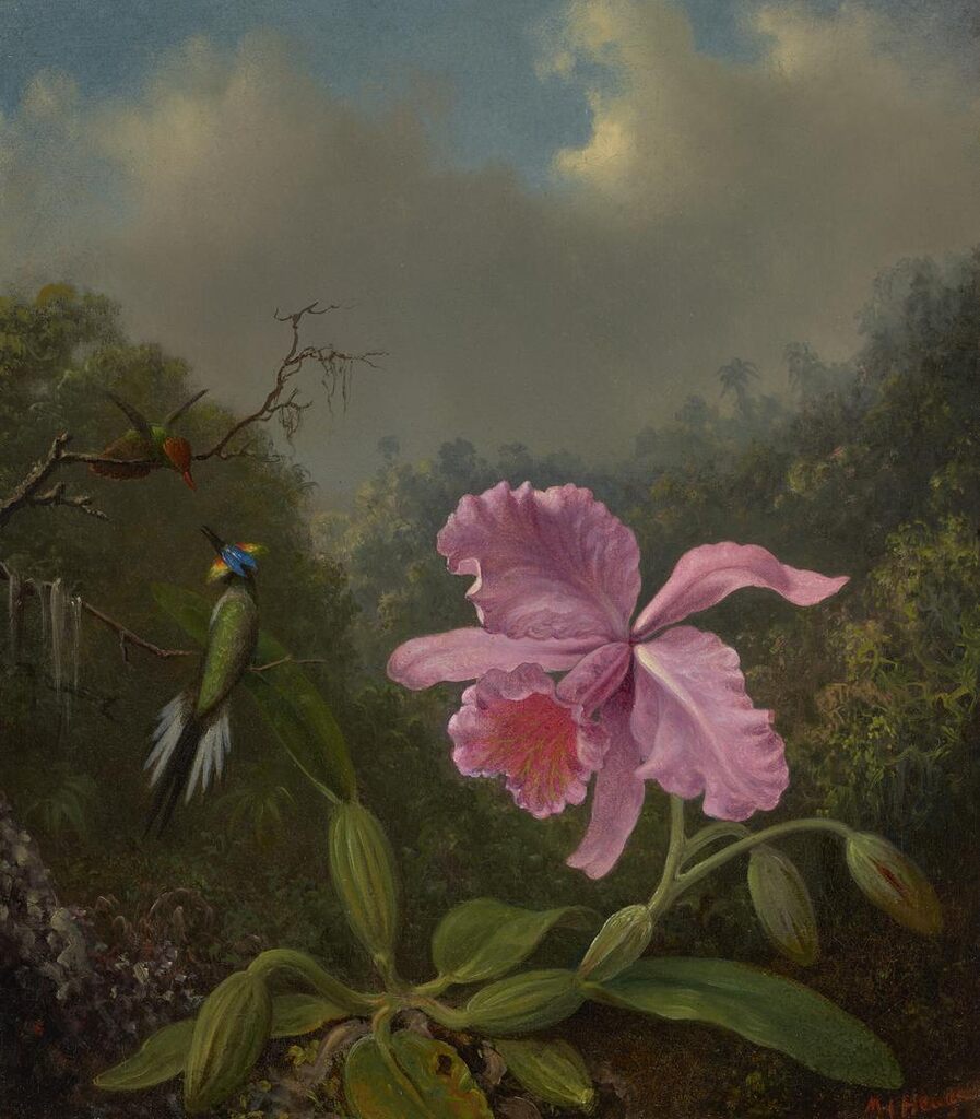 Fighting Hummingbirds with Pink Orchid