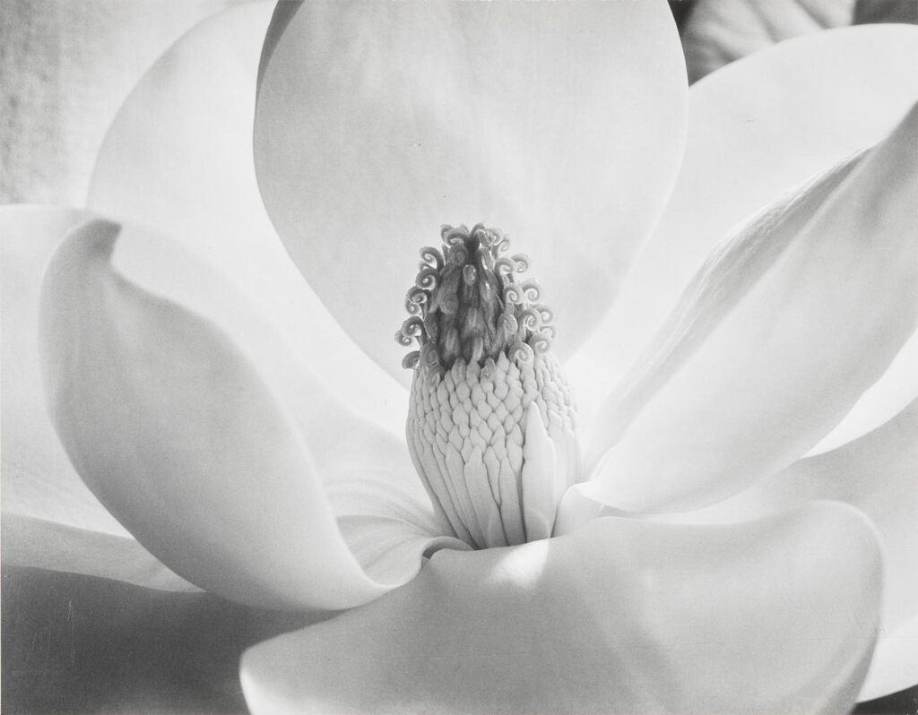 Magnolia Blossom