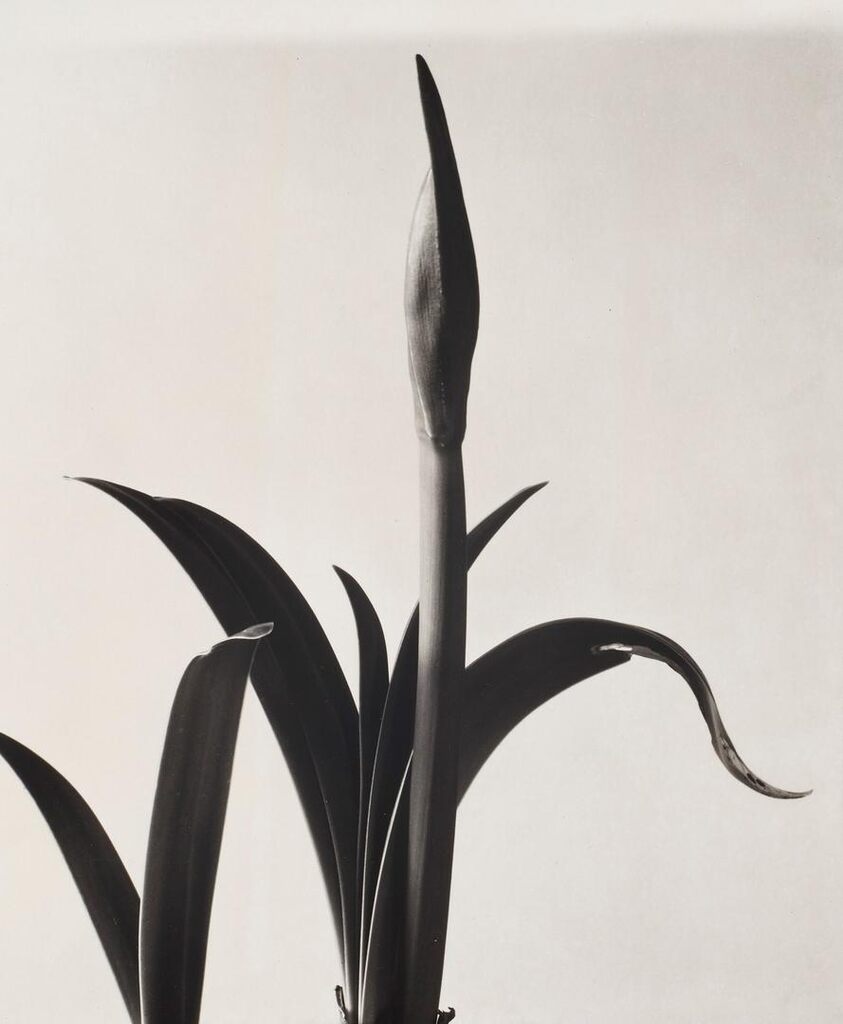Amaryllis Bud, 1933