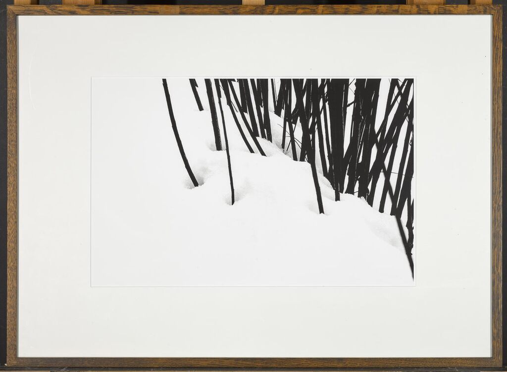 Three Photographs (From the Trees in Snow Series)
