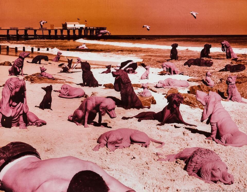 Dogs on the Beach