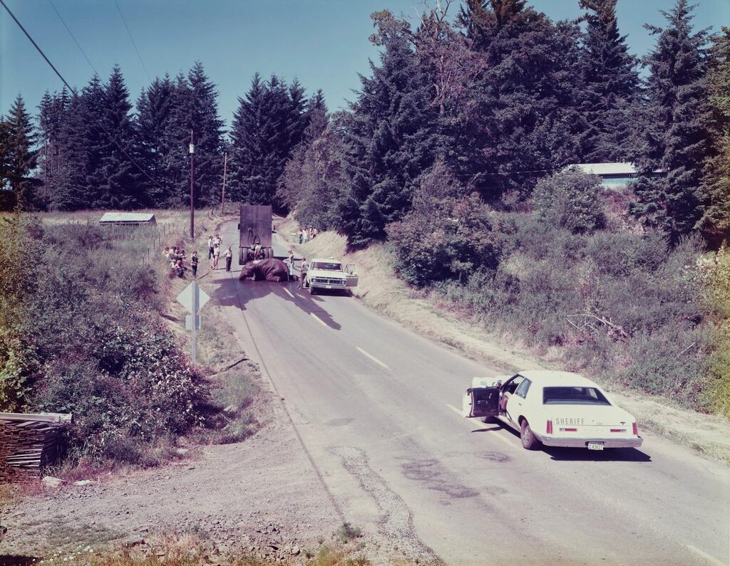 Exhausted Renegade Elephant, Woodland, Washington, 1979