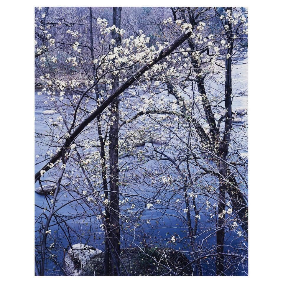 Shadbush, New Hillsborough, New Hampshire, from Intimate Landscape Portfolio