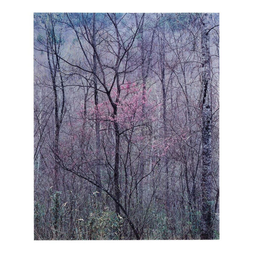 Redbud Tree in Bottom Land, Red River Gorge, Kentucky
