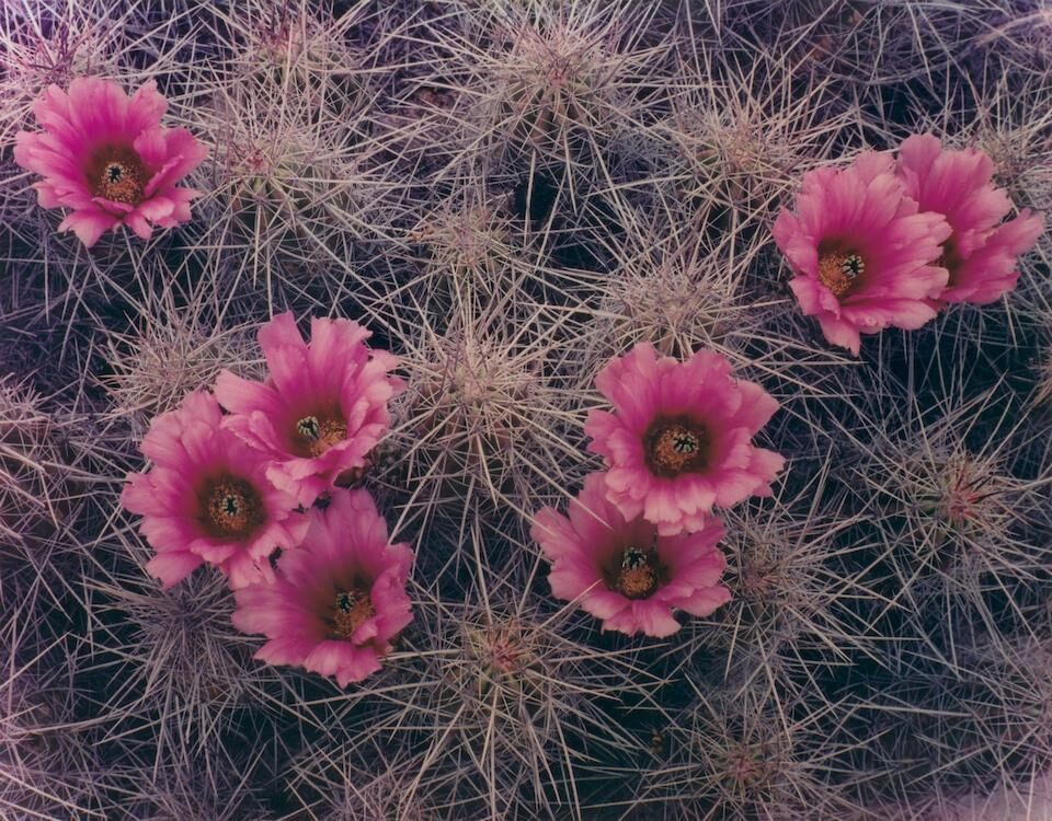 'Cactus Blossoms, Big Bend, Texas' and 'Flowers and Stump, Zion National Park, Utah', 1950 and 1969
