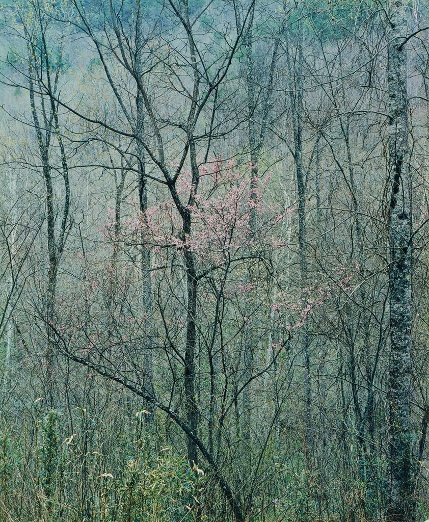 Intimate Landscapes