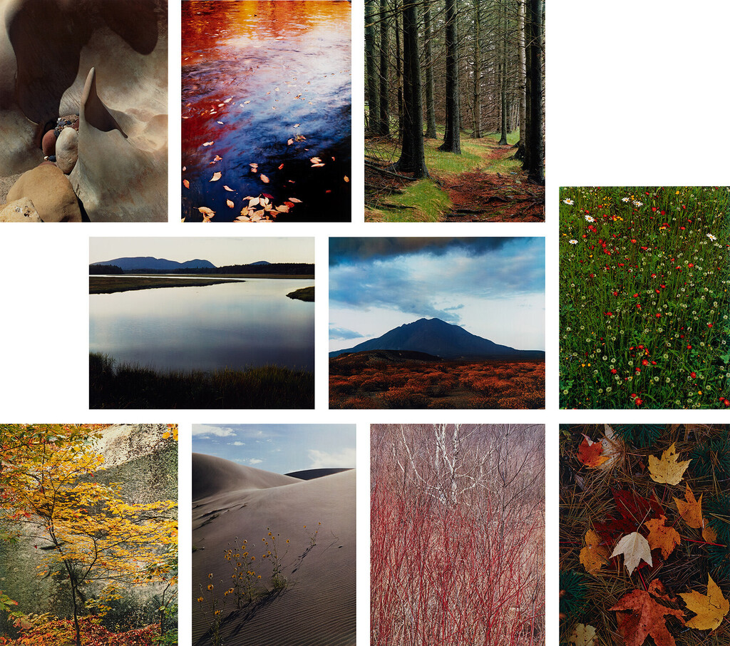 In Wildness