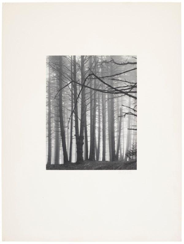 Spruce trees in fog, Great Spruce Head Island, Maine