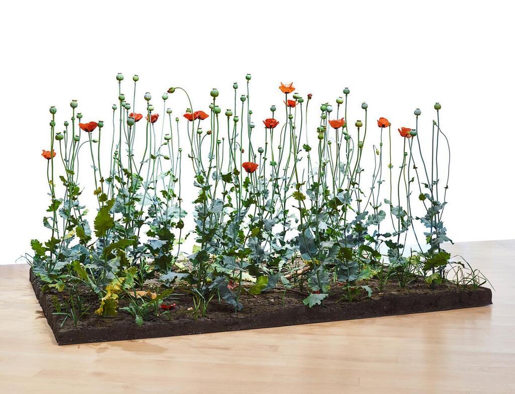 Crop (Poppy Field)