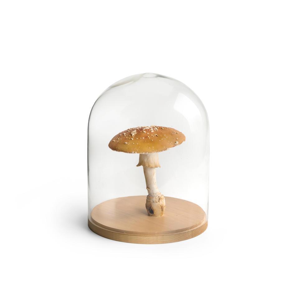Amanita Muscaria #10