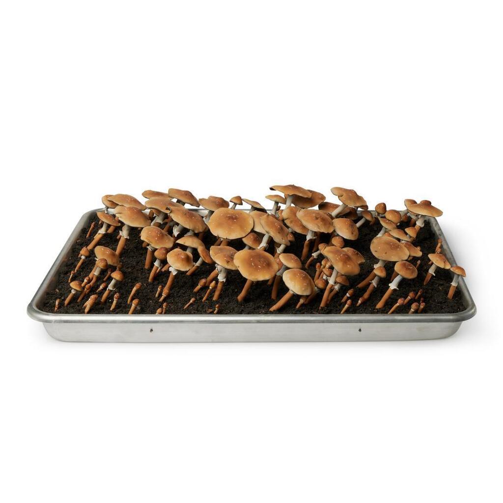 Psilocybe Cubensis Tray (Phototropic Response)