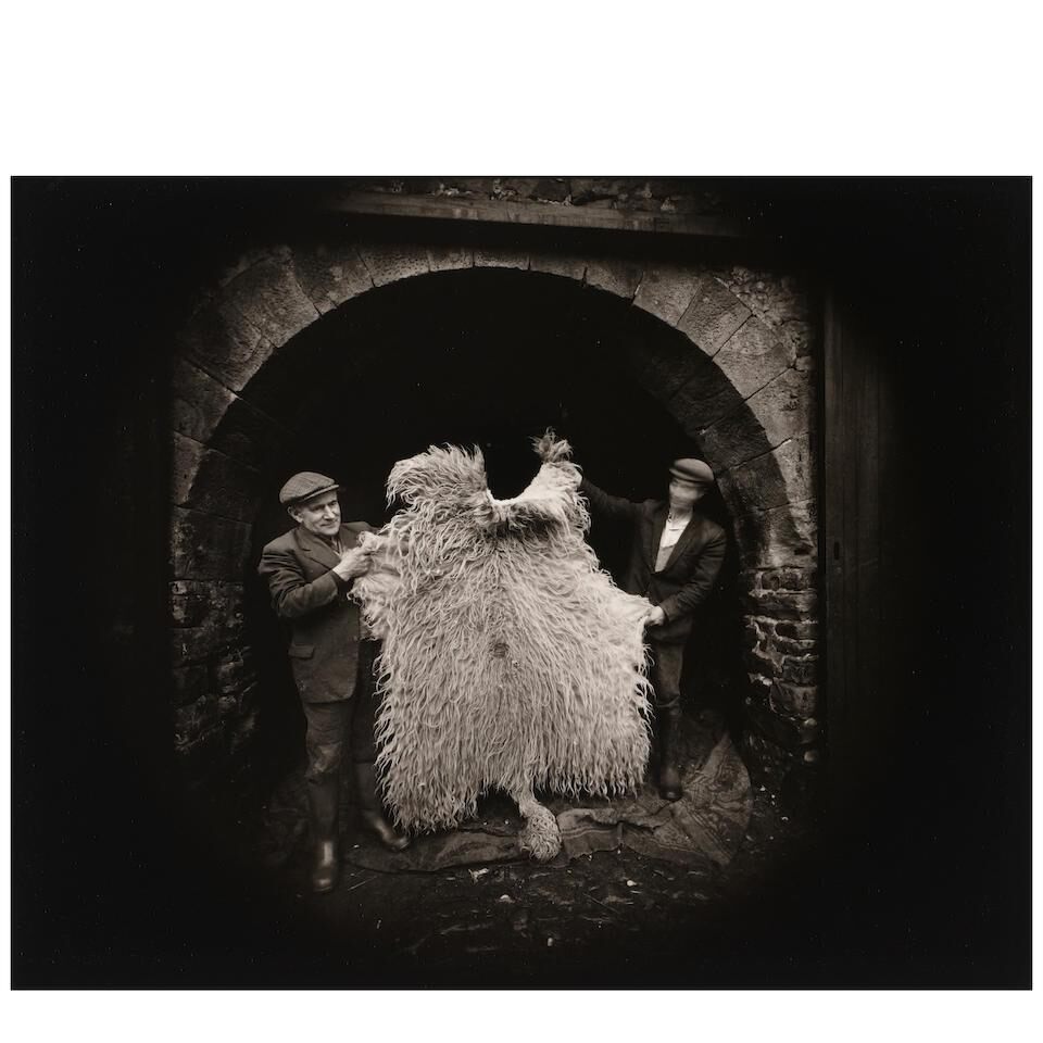 'Sheep Fleece, Yorkshire, England'